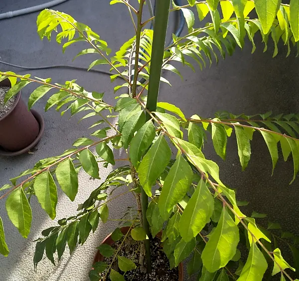 希少！オーガニック　カレーリーフ ビックサイズ　一株　まもなく売り切れ‼️残少 希少！オーガニック カレーリーフ ビックサイズ 一株 まもなく売り切れ